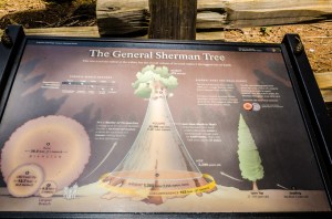 By volume, the largest tree in the world