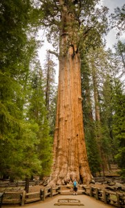 Ed is dwarfed standing in front of General Sherman!