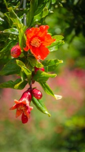 Future pomegranates.