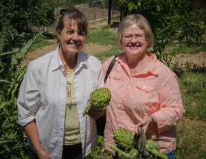 Freshly cut artichokes.