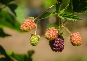 Hooray for blackberries!
