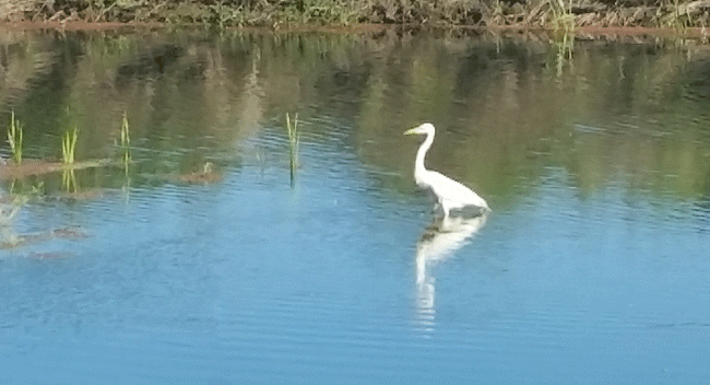 This egret was right outside our motorhome door. Beautiful!