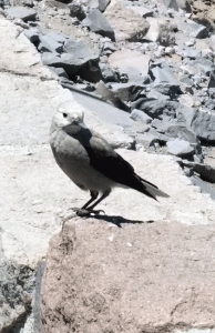 The nutcrackers are beautiful, but noisy.