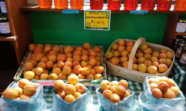 Apriums were a new fruit to discover.