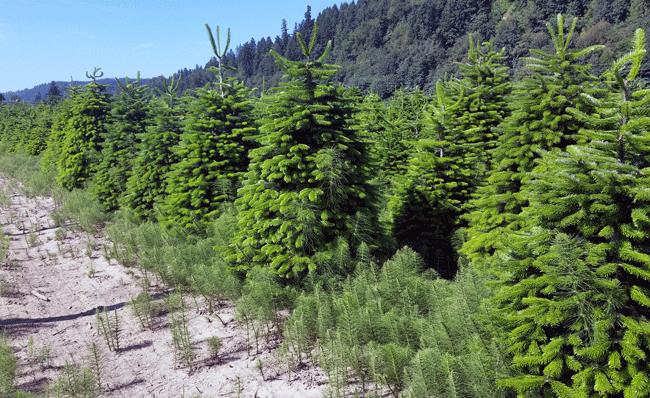 A Christmas tree farm!