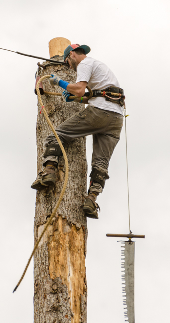 80 feet in the air this guy is preparing to saw the log at the top.