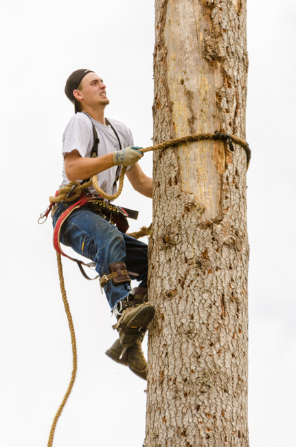 This guy was very fast climbing up the log.