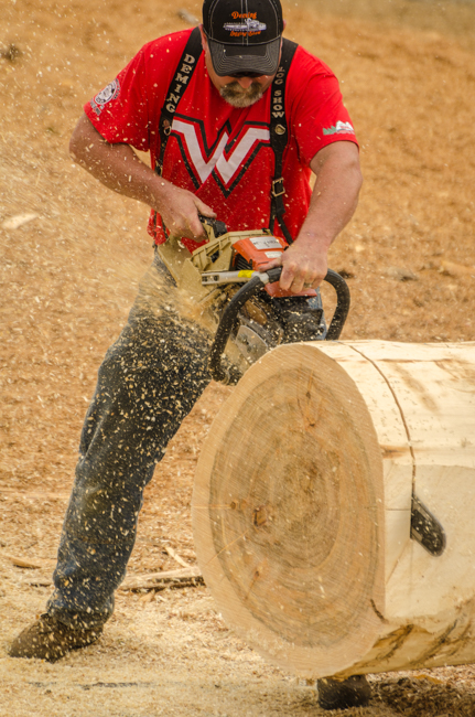 Sawdust flies as they chew through logs.