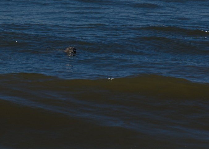 Use your imagination and you can see a seal in the wild swimming along the beach.