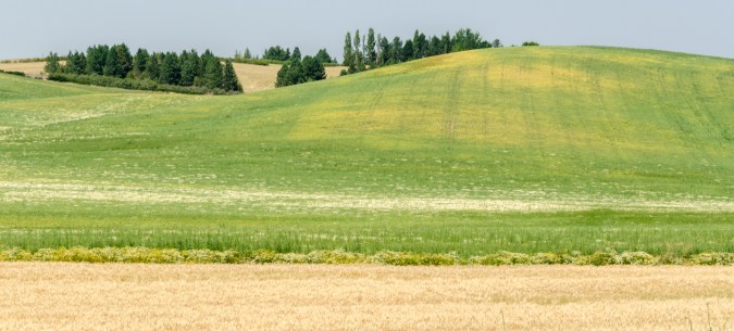 Palouse-10