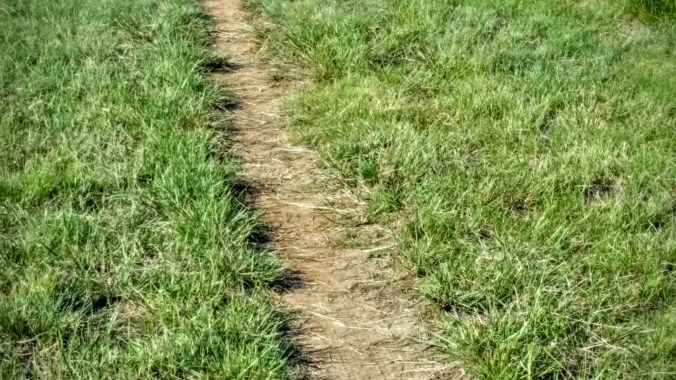 There was a 5 foot snake right here. However, by the time I got my phone out and swiped the screen for the camera, the snake had slithered away.