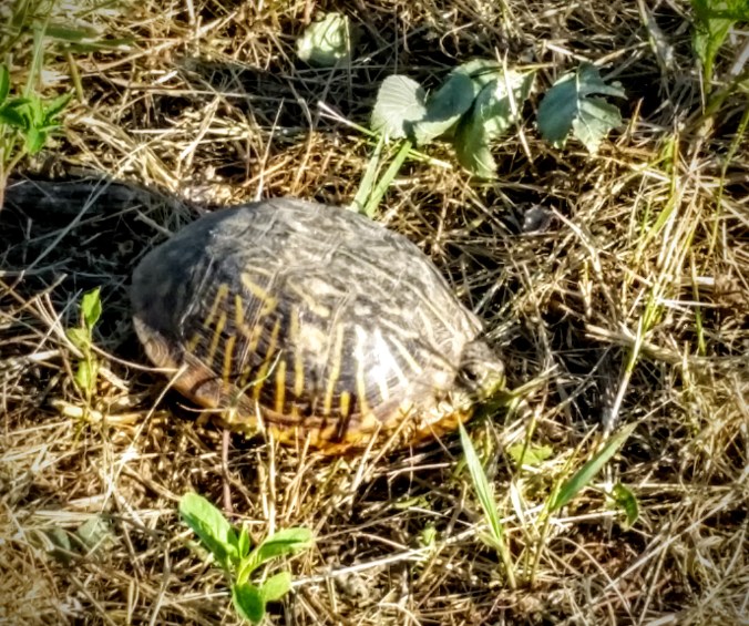 This turtle was just sitting next to the trail.