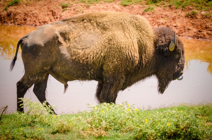 My, my you have a big tongue.