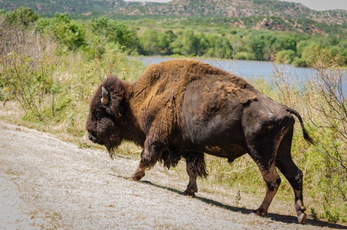 These guys are huge and impressive.