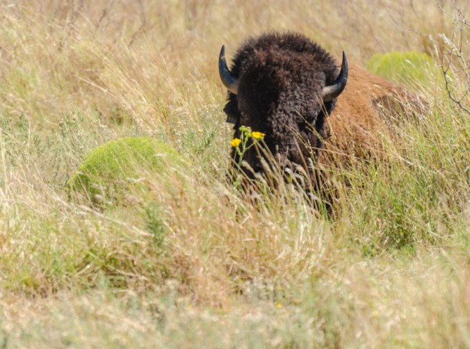 Giving me the evil eye picking through the grass.