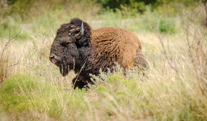 Check out his tongue action.
