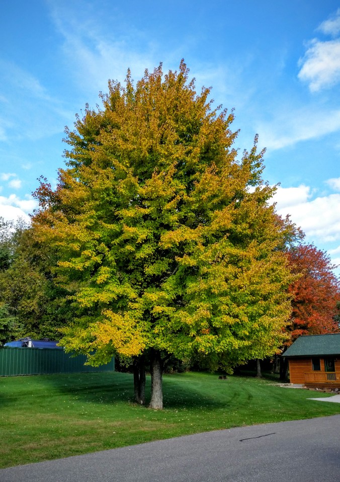 The fall leaves are gorgeous!