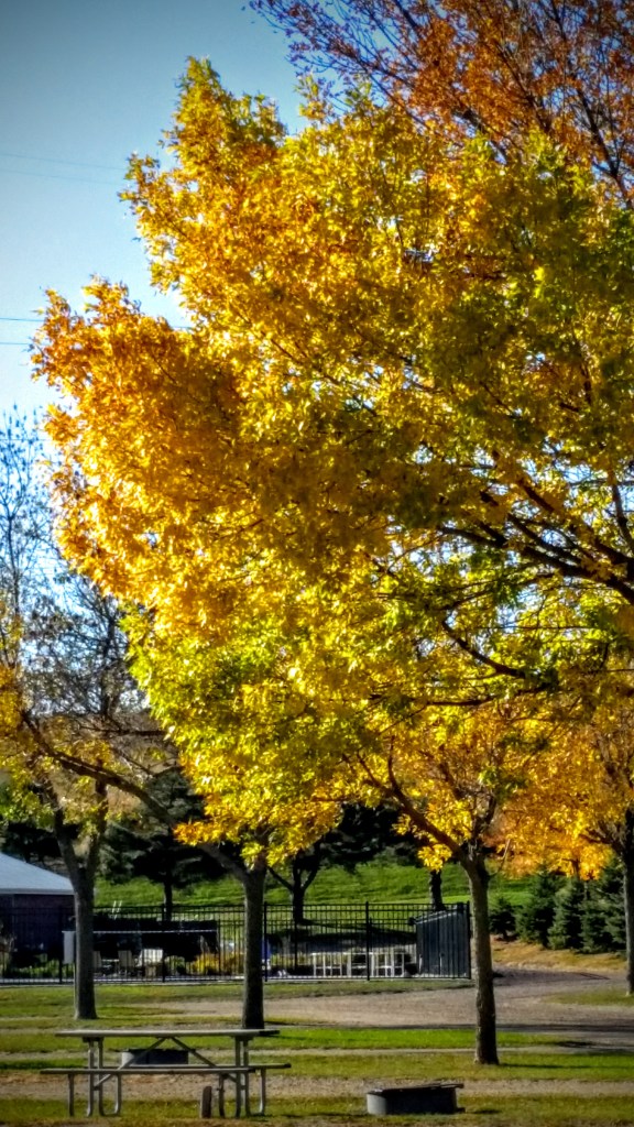 The trees are beautiful.