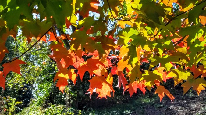 The Missouri changing leaves are beautiful!