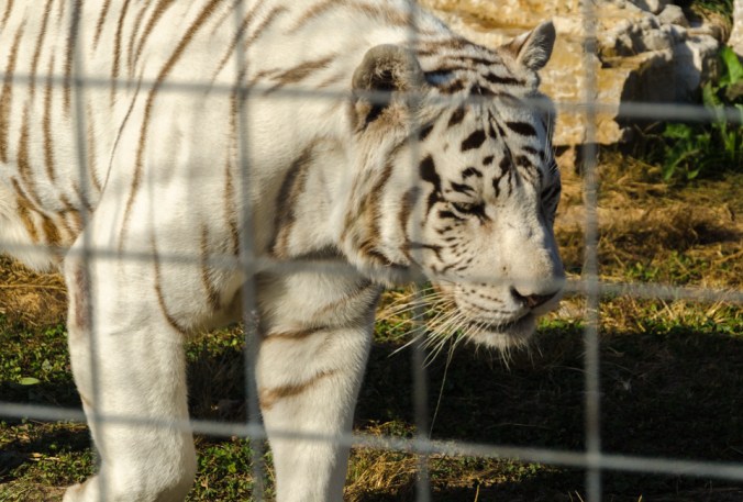 The white tigers were impressive.