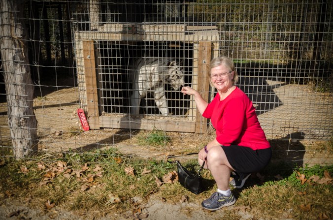 It looks like this tiger wants to take a bite out of Charlene!