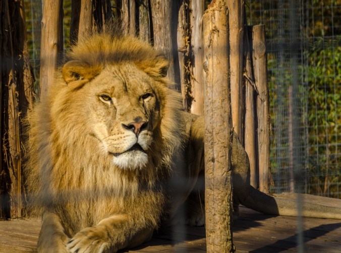 This majestic lion loved to roar and let everyone know he was head of the pride.