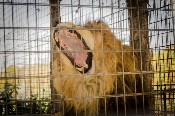 Hear the mighty lion roar!