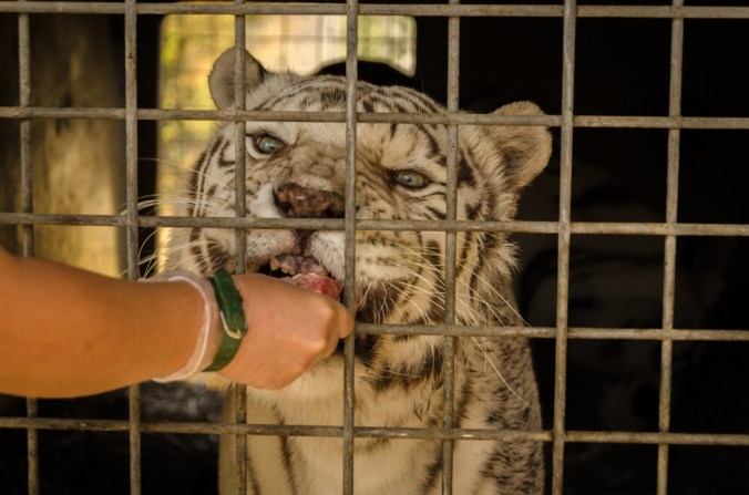 Snack time with raw chicken.