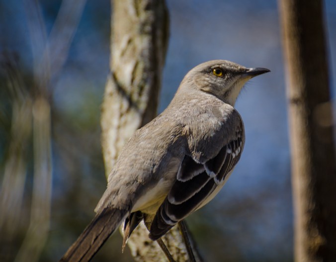 Rio Grande Valley State Park-2