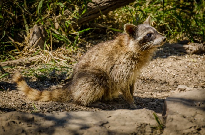 Rio Grande Valley State Park-3