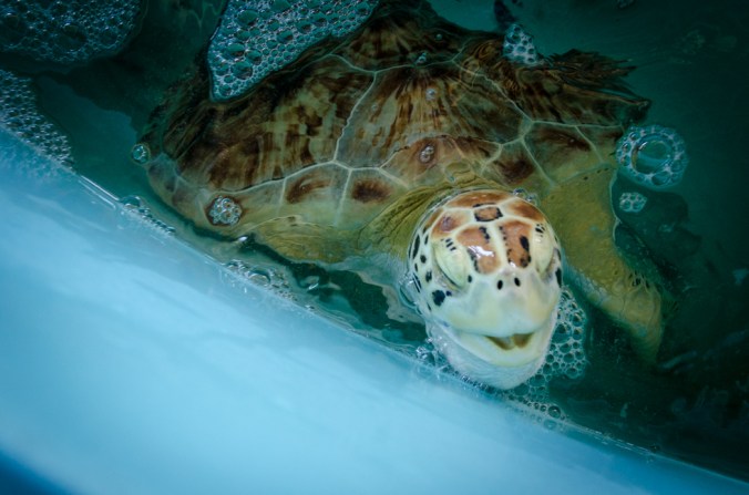 South Padre Island-1