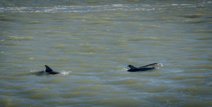 South Padre Island-10