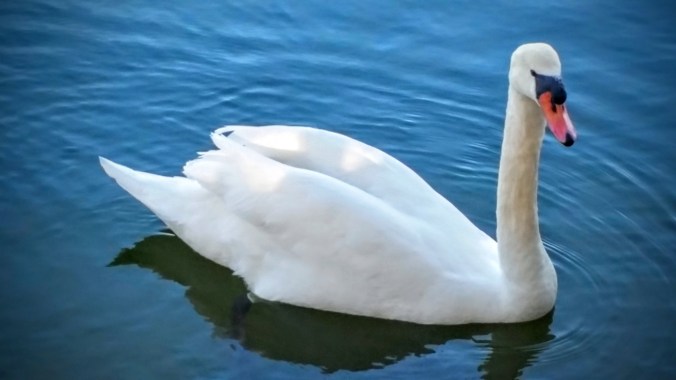 Swan