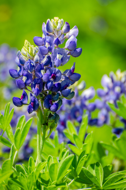Bluebonnet-1