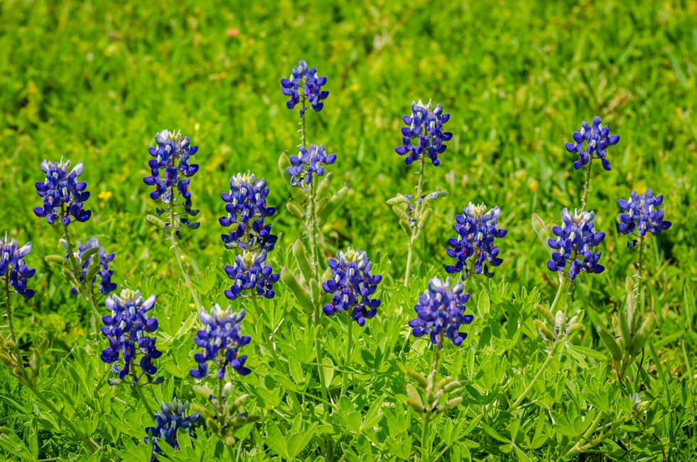 Bluebonnet-2