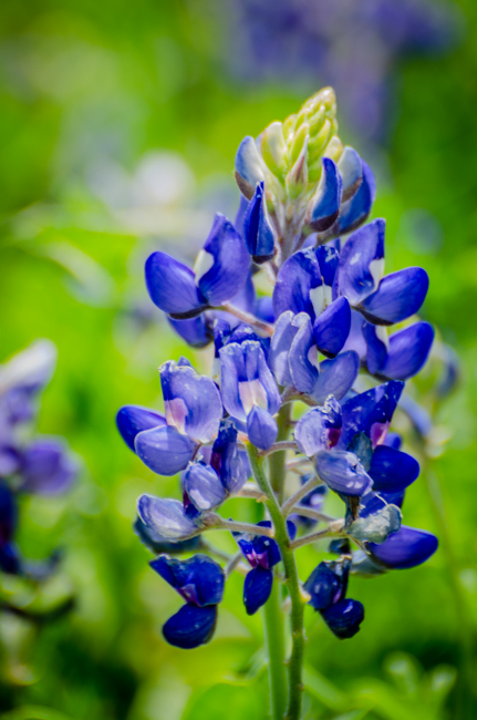 Bluebonnet-3