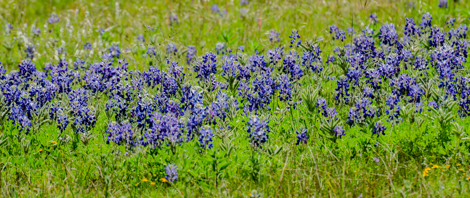 Bluebonnet-8