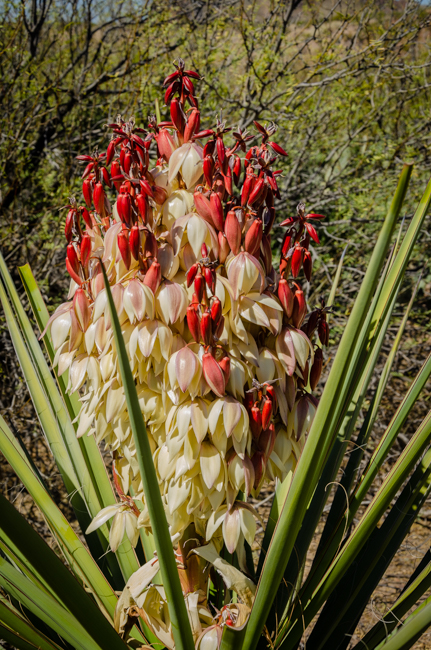 Big Bend Natl Park-2