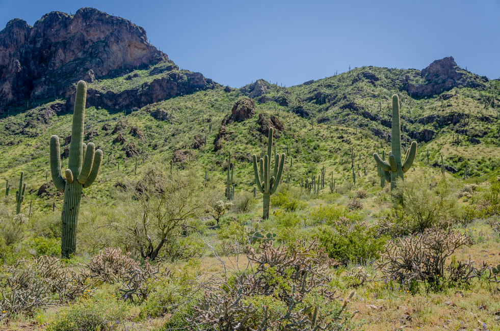 Picacho Peak-12