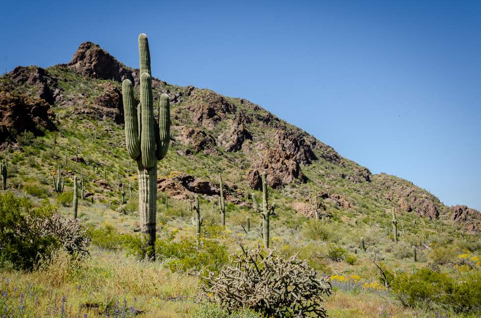 Picacho Peak-3