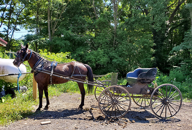 Horse and buggy